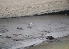 Witte kwikstaart (White wagtail) Motacilla alba - Kharkhorin 16-08-2016 (5)